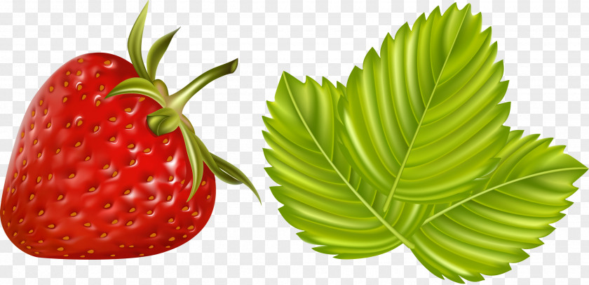 Berries Clip Art Drawing Illustration Image PNG