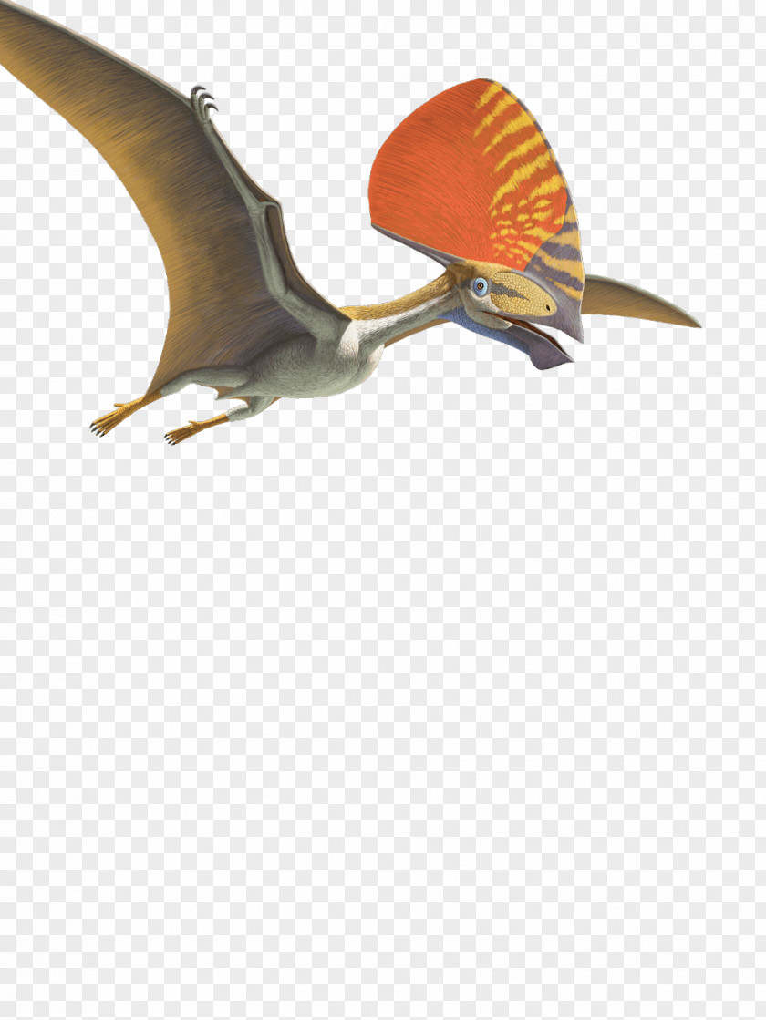 Flies Tupandactylus Pteranodon Pterosaurs Flying Reptiles Pterodaustro PNG