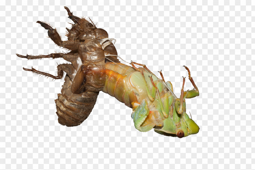 Insect True Bugs Decapoda Pest Membrane PNG