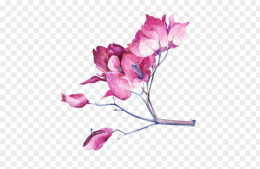 Magnolia Picture Material Watercolor Painting Graphic Design Art PNG