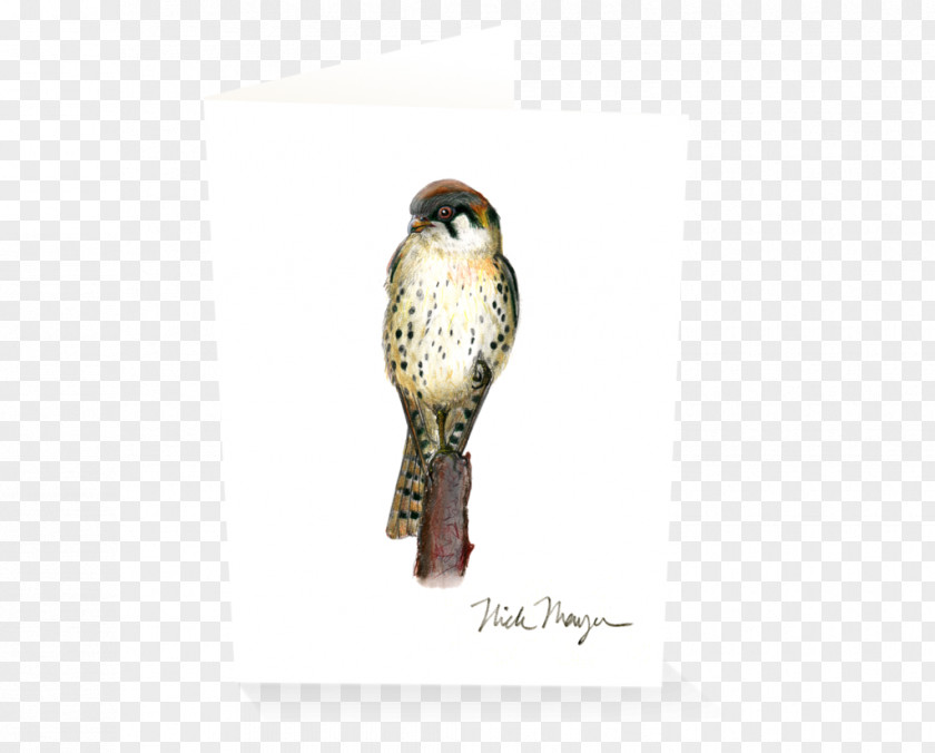 Owl Buzzard Hawk Fauna Beak PNG