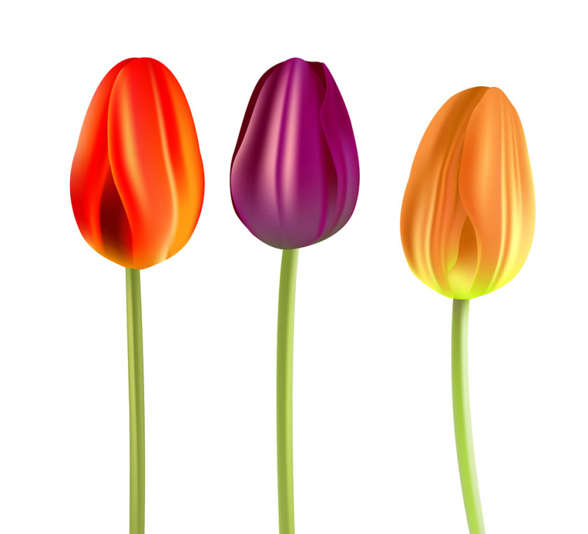 Tulip Flower Petal Plant Stem PNG