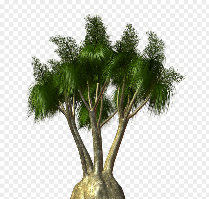 Vf Asian Palmyra Palm Arecaceae Tree Flowerpot Shrub PNG