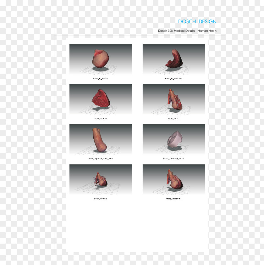 Anatomy Of Skin Shoe Brand PNG