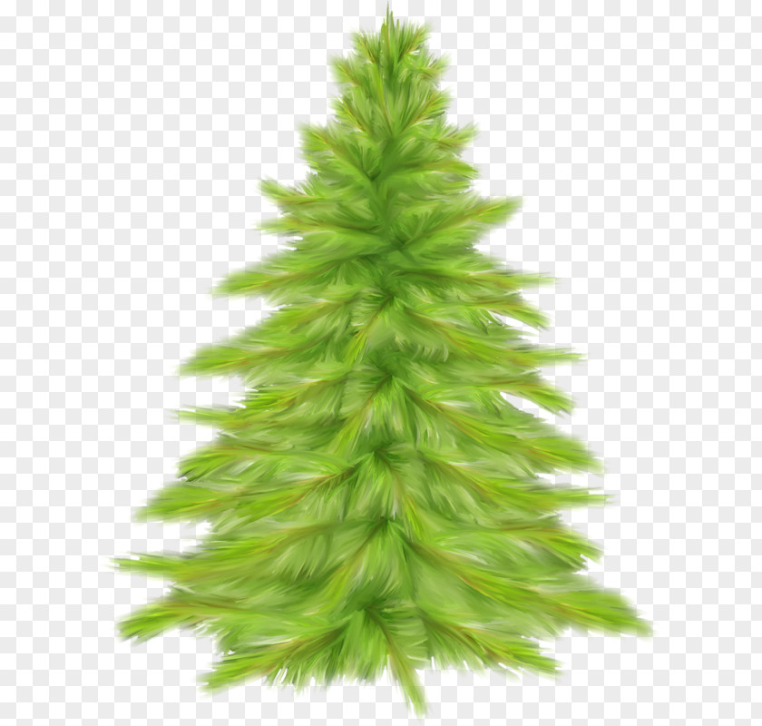 Christmas Tree Day Ded Moroz Santa Claus Fraser Fir PNG