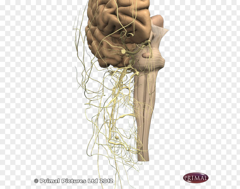 Cranial Nerve Anatomy And Physiology For Speech, Language, Hearing Of Speech Physiology: The Unity Form Function, Quickstudy Mac Version PNG