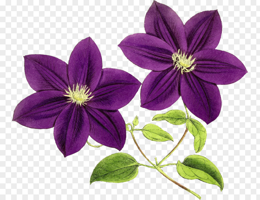 Purple Flower Violet Clip Art PNG