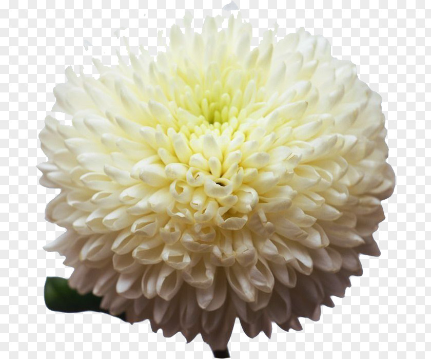 White Chrysanthemum Group Warsaw Hermes Bloemen PNG