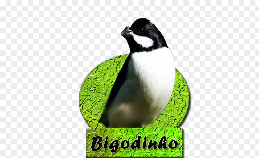 Bird Passerine Penguin Lined Seedeater Android Application Package PNG