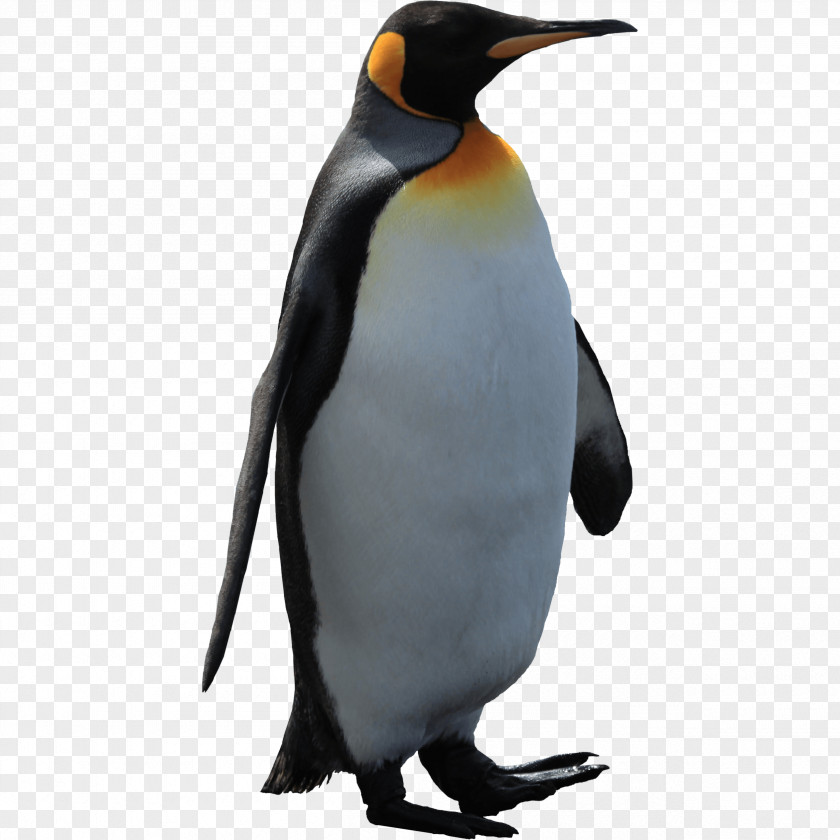 Imperator Penguin Image King Neck Fauna Beak PNG