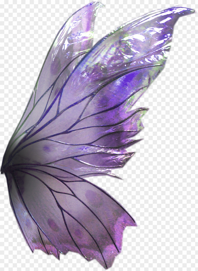 Butterfly Lavender Lilac Violet Purple PNG