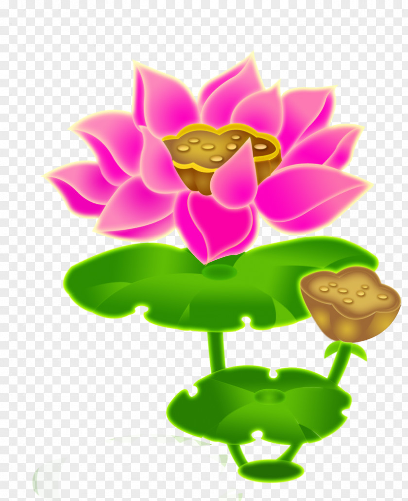 Chinese Painting Lotus Nelumbo Nucifera Budaya Tionghoa Root Effect PNG