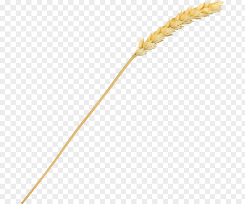 Line Grasses Cereal Grain Food PNG