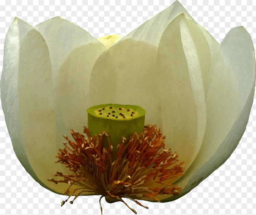 Lotus Leaf Flowering Plant PNG