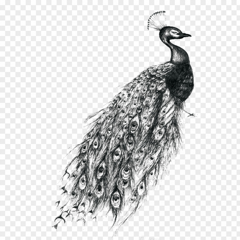 Peacock Abziehtattoo Peafowl Feather PNG