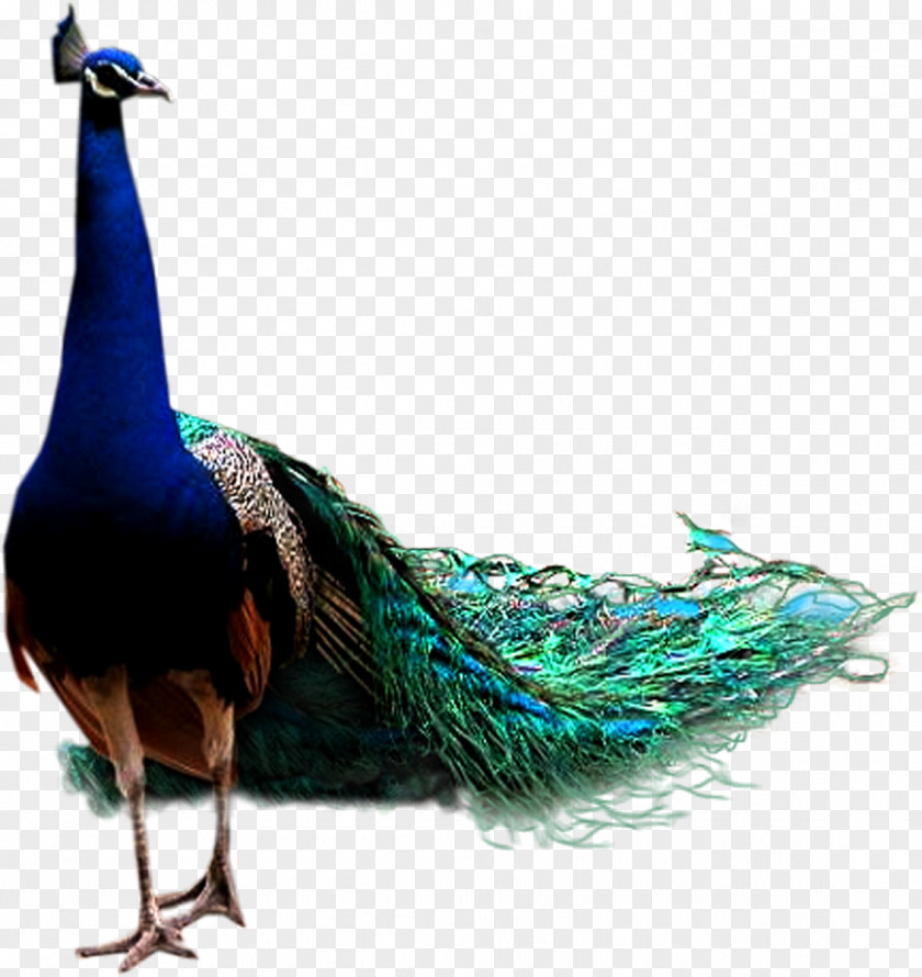 Peacock Bird Icon PNG