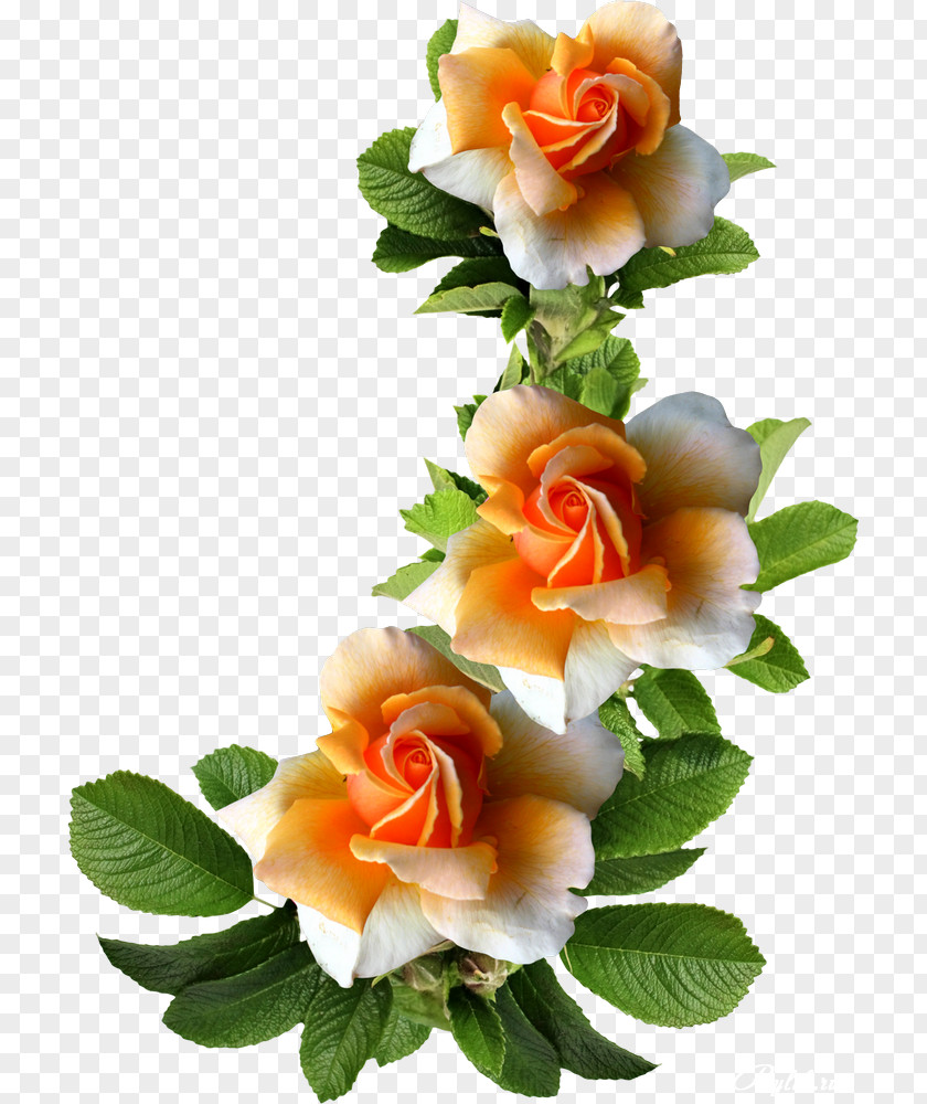 Pretty Flowers Garden Roses Flower Picture Frames Photography PNG
