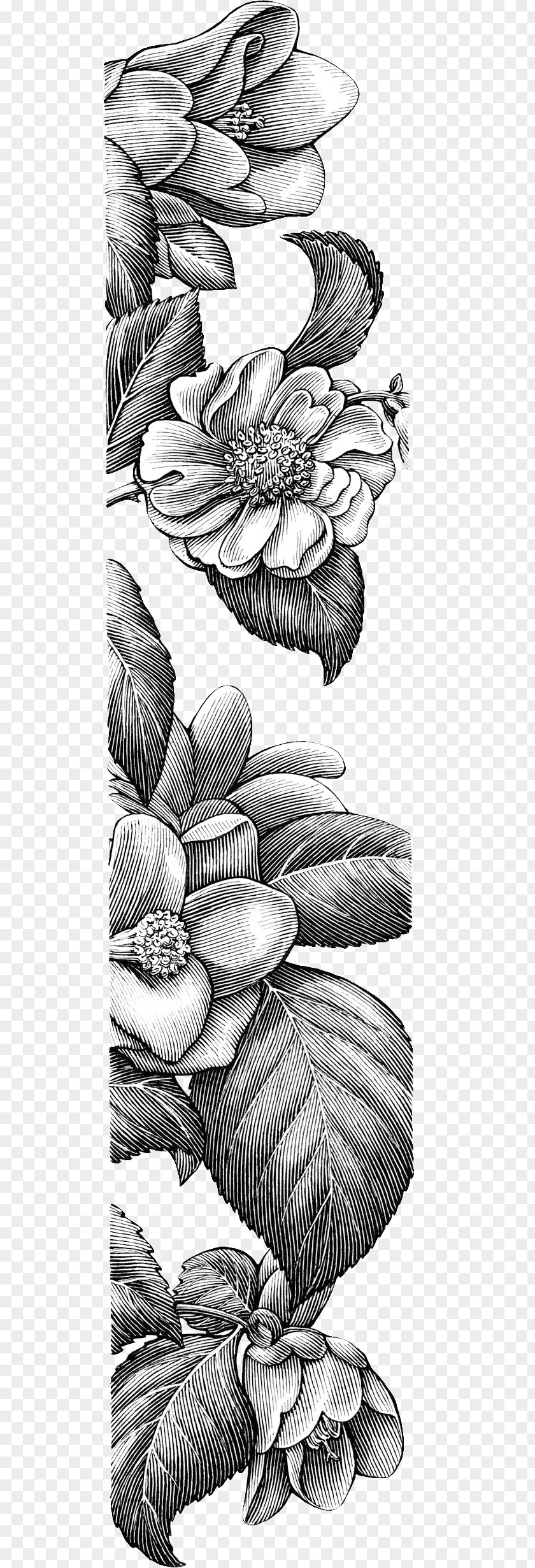 Sketch Decorative Floral Borders Drawing Line Art Visual Arts Idea PNG