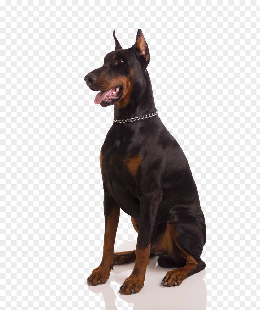 Tongue Black Dog Dobermann Rottweiler Bulldog Puppy Pet PNG