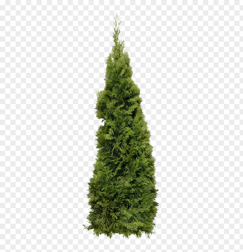 A Christmas Tree Fir PNG