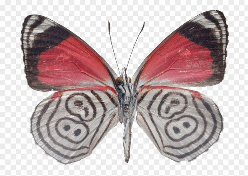 Butterfly Drawing Photography Visual Arts Butterflies PNG