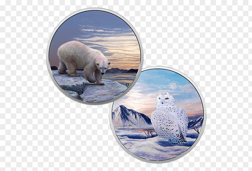 Glow In The Dark Animals Snowy Owl Canada Coin Bird PNG