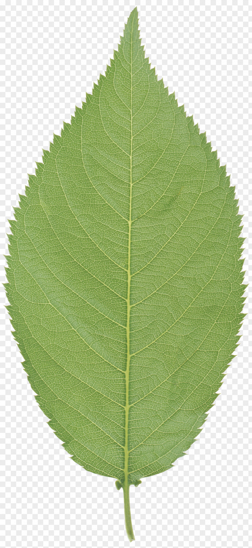 Leaf Common Hazel Stock Photography Depositphotos PNG