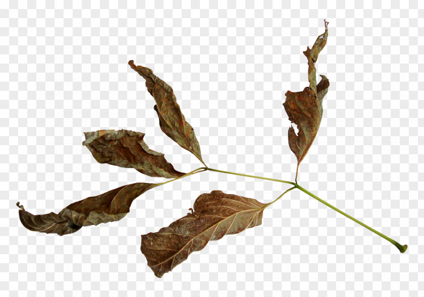 Leaf PNG