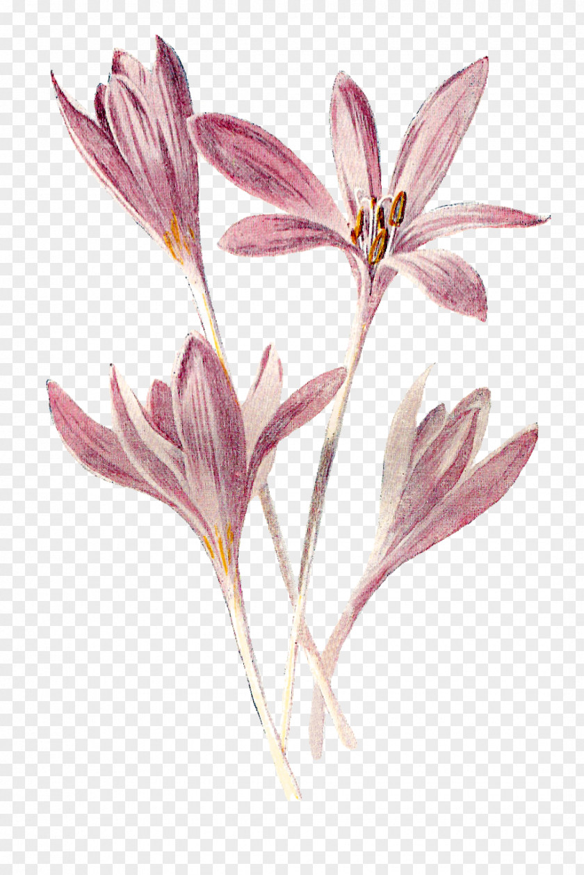 Montbretia Wildflower Clip Art Flower Image Crocus Petal PNG