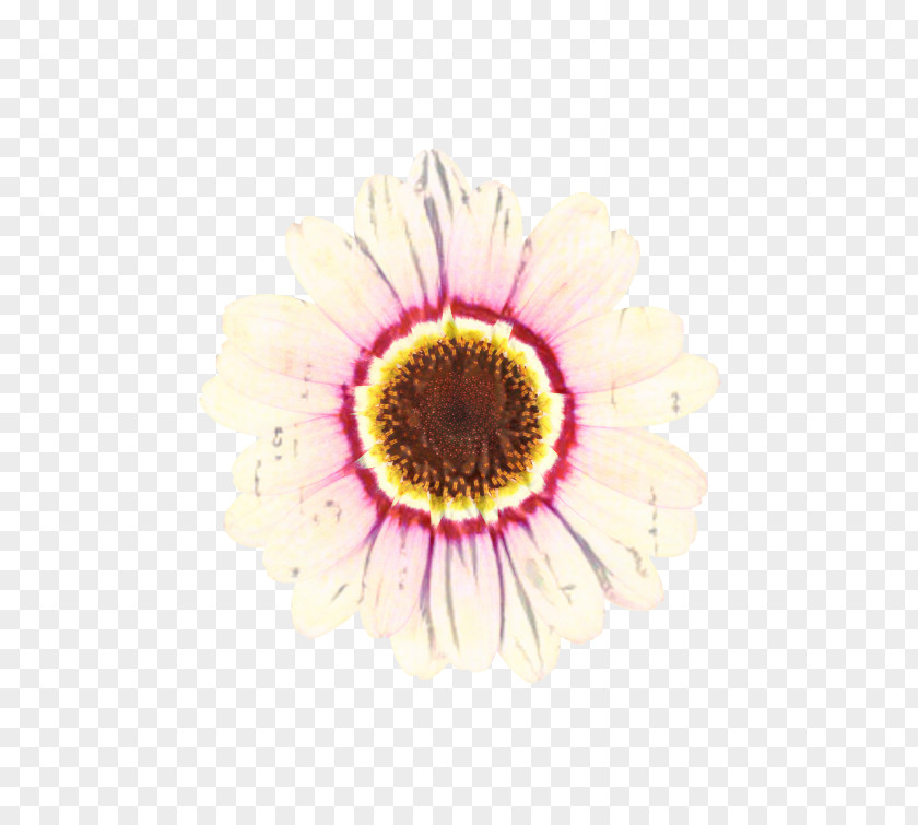 Pollen Sunflower Flowers Background PNG