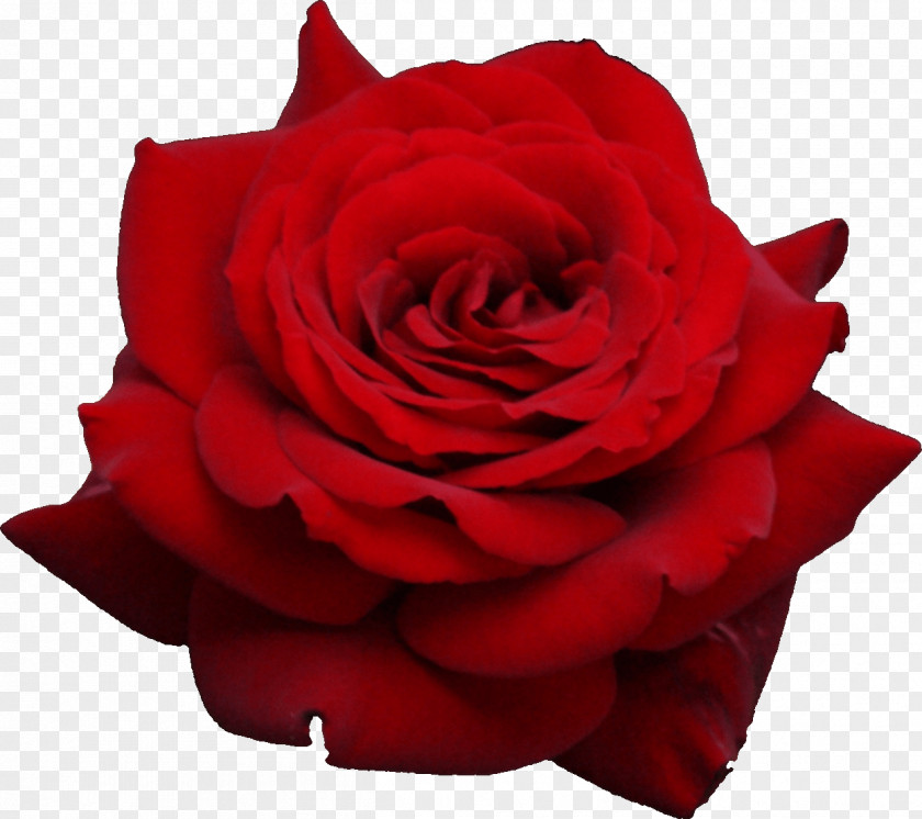 Red Rose Image Picture Download Flower Clip Art PNG