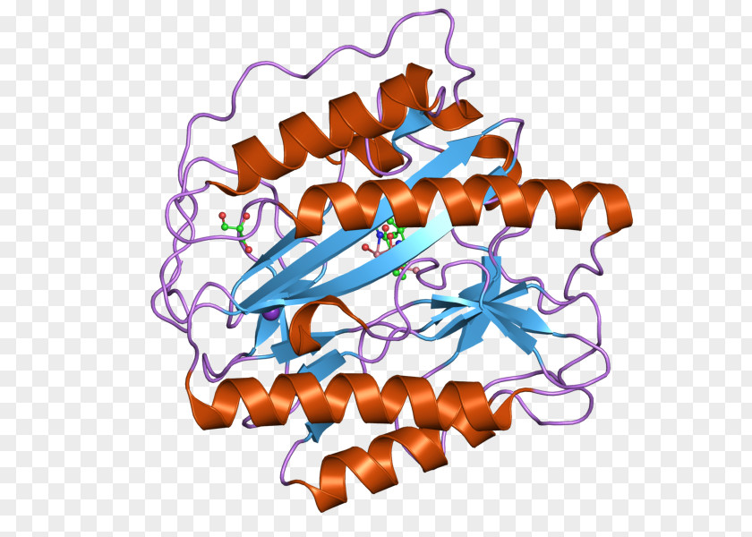 Aminopeptidase METAP1 Methionine Enzyme Protein PNG