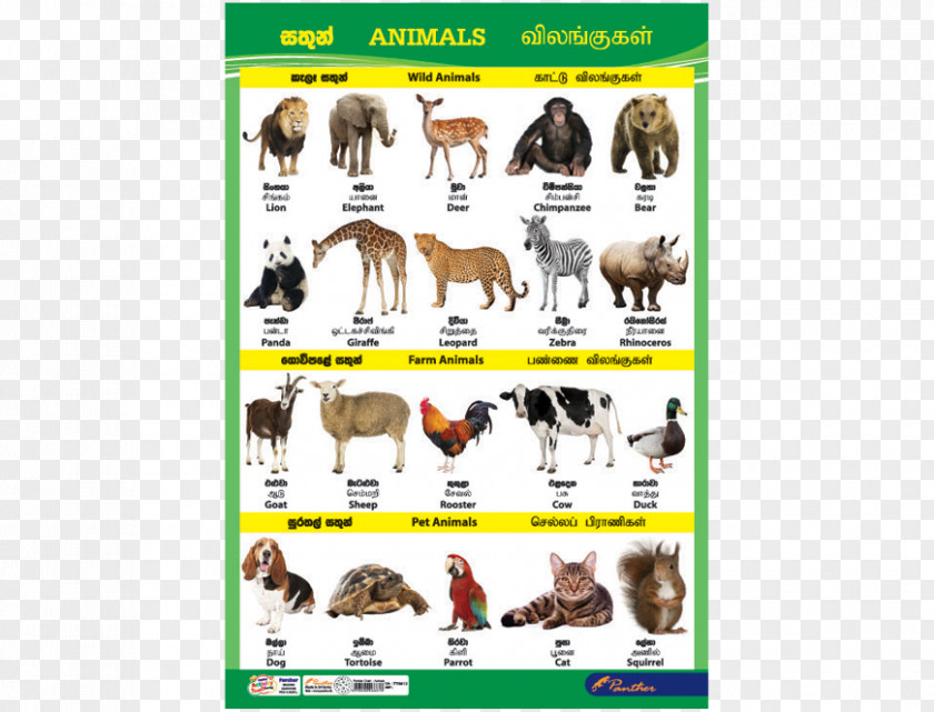 Catalog Charts Dog Sri Lanka Cat Animal Chart PNG