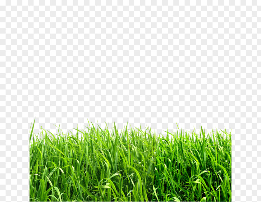 Creative Green Grass Grasses Image File Formats Clip Art PNG