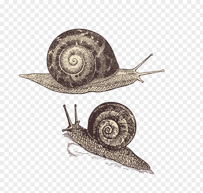 Snails Snail Orthogastropoda Polymita Picta T-shirt DIE BUNTIQUE PNG