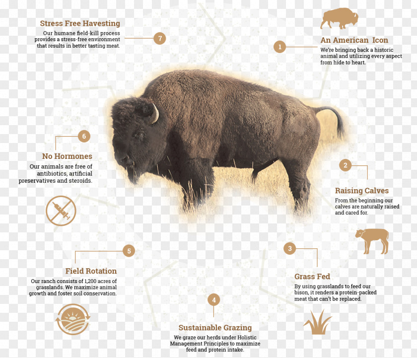 Bison American Cattle Life Cycles: Grassland Temperate Grasslands, Savannas, And Shrublands Biological Cycle PNG