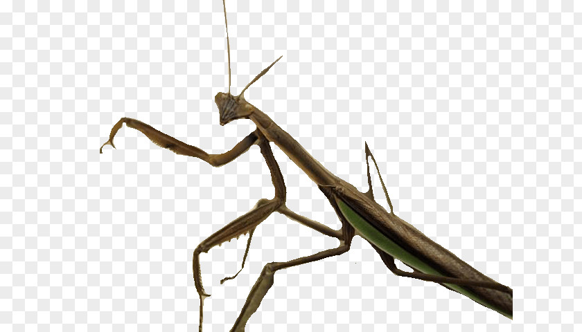 Insect Mantis Clip Art PNG