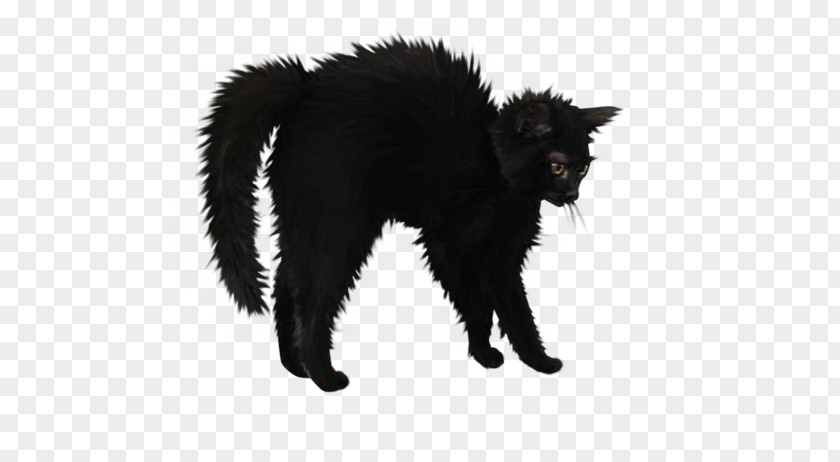 Le Chat Noir Bombay Cat Black Halloween PNG