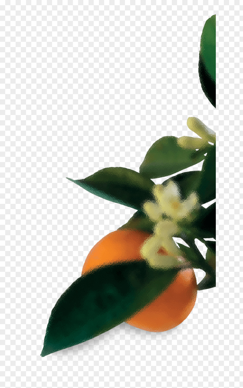 Leaf Flowerpot Close-up Petal Fruit PNG