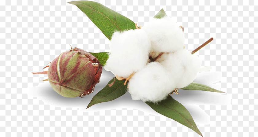 Plant Cottonseed Sea Island Cotton PNG