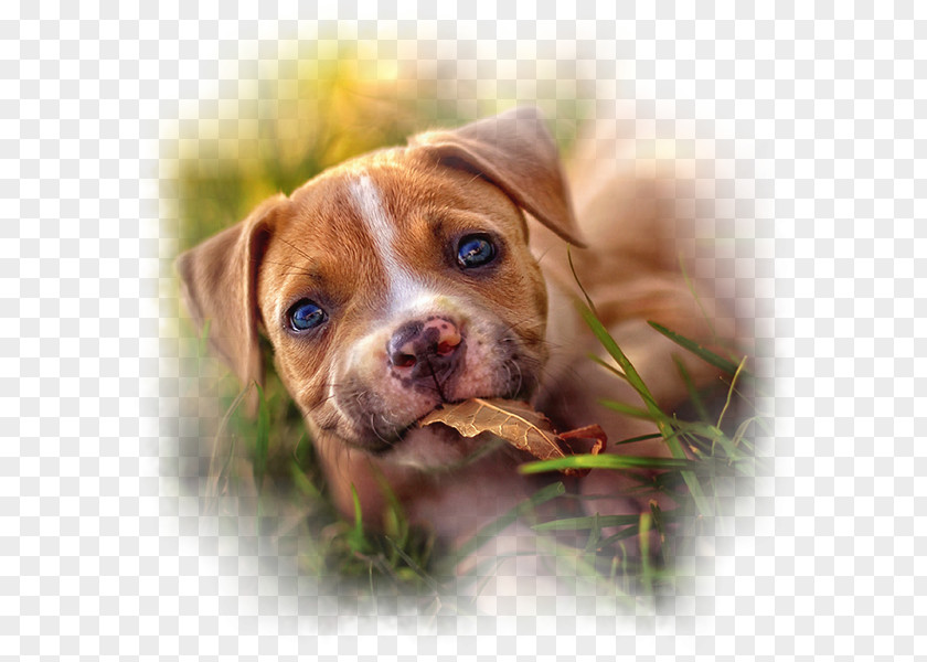 Puppy Dog Breed American Staffordshire Terrier Pit Bull Golden Retriever PNG