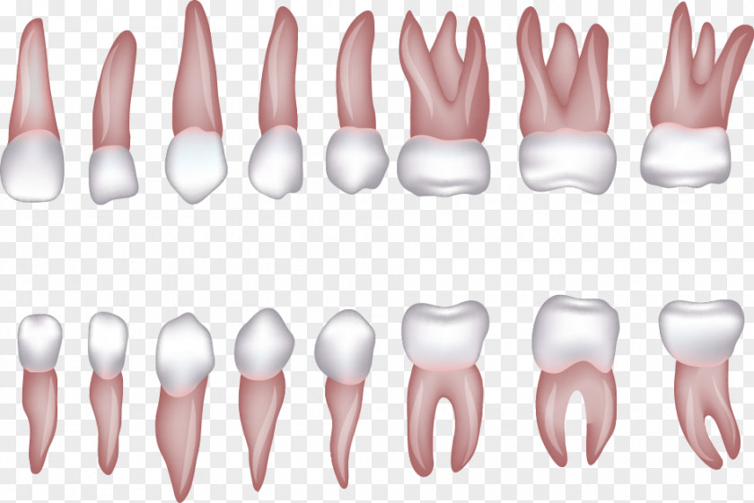 Various Shapes Of Teeth Vector Human Tooth Incisor Homo Sapiens Clip Art PNG