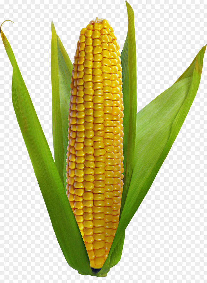 Corn On The Cob Sweet Vegetarian Cuisine Kernel Grain PNG