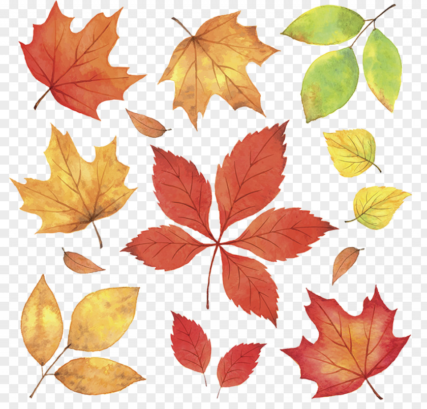 Maple Leaves Fall Autumn Leaf Illustration PNG