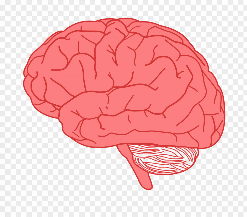 Brain Human Clip Art PNG