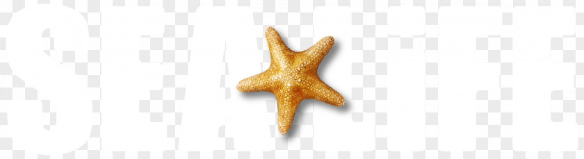 London Eye Starfish PNG