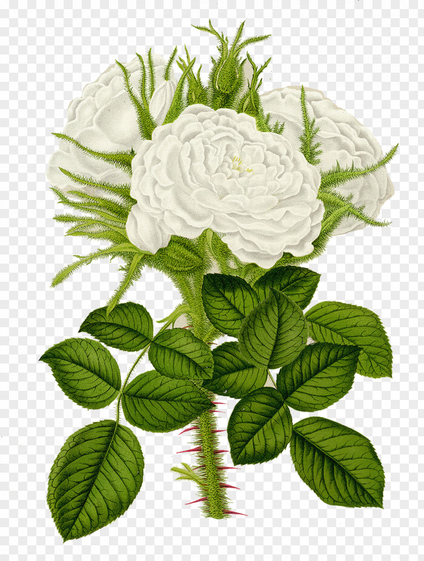 White Roses Flower Garden Centifolia Rosa Multiflora Printmaking PNG