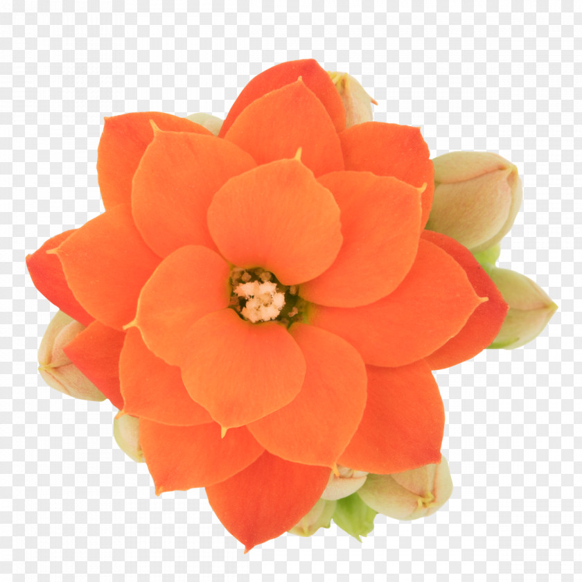 African Queen Petal Cut Flowers PNG