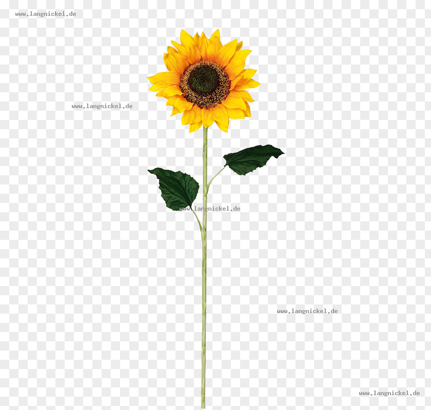 Helianthus Common Sunflower Face Furniture Material Color PNG