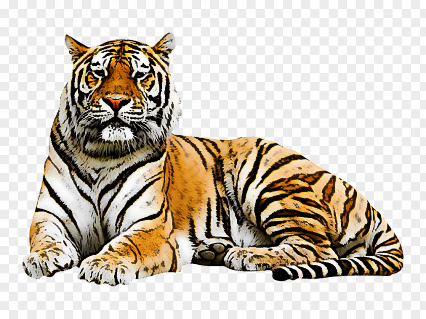 Tiger Wildlife Bengal Siberian Whiskers PNG